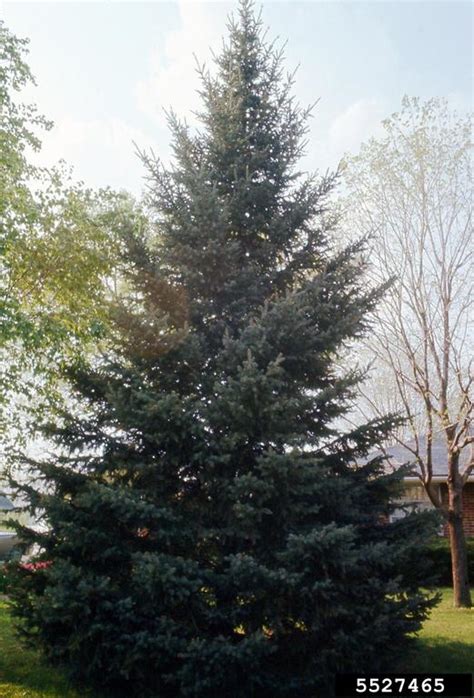 White Spruce Picea Glauca Pinales Pinaceae