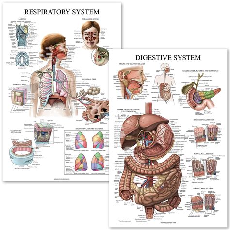 Buy Palace Learning Digestive System And Respiratory System Anatomy S