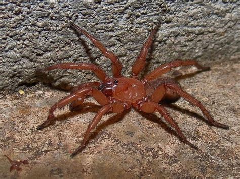 spiders  red  myrtle jackman blog