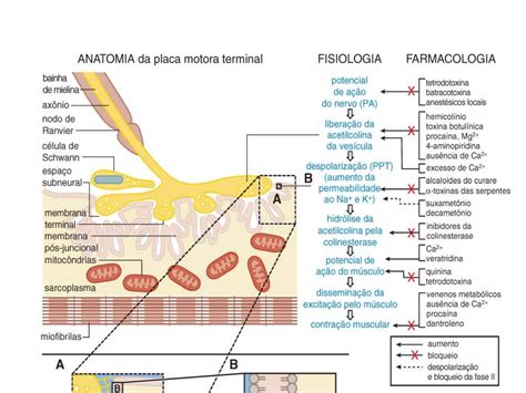 Aula Bloqueadores Neuromusculares Pptx