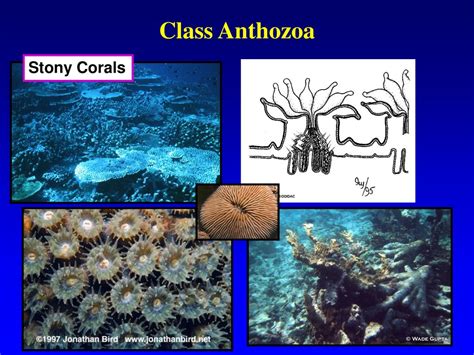 Class Anthozoa Polyp Body Form Only All Marine Ppt Download