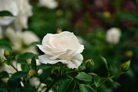 White Rose Meaning In The Language Of Flowers Petal Republic