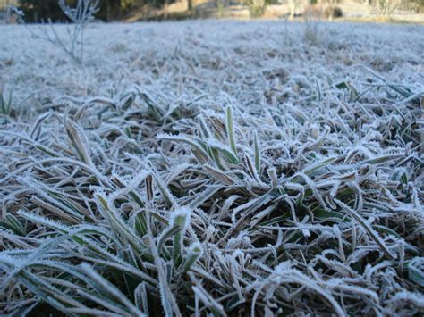 Geada E Forte Onda De Frio Afetam Agricultura De Porto Uni O Vvale