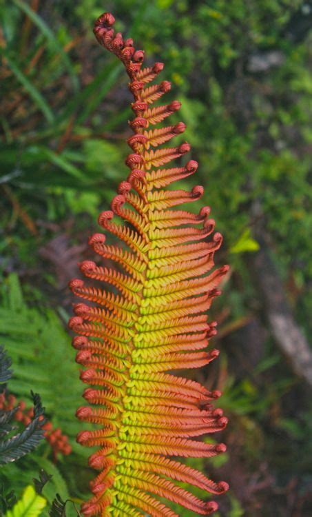 Low Maintenance Ferns To Liven Up Your Shade Garden Artofit