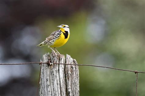 32 Yellow Birds In Illinois Id And Song Guide