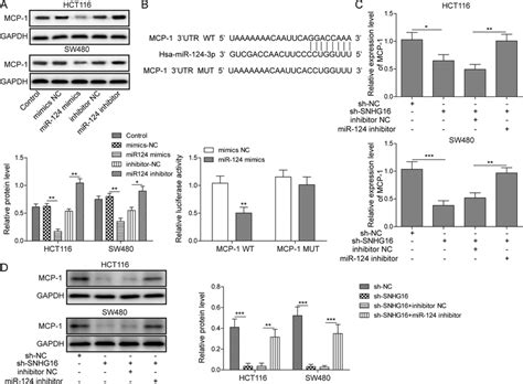 MiR 124 3p Directly Targets MCP 1 And SNHG16 MiR 124 3p Regulates MCP 1