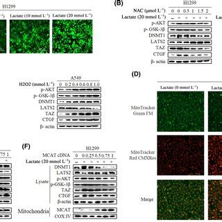 Lactateinduced Reactive Oxygen Species Ros Regulates Akt And