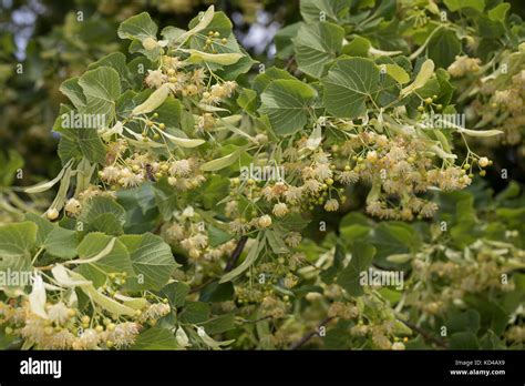 Linde Lindenblüte Lindenblüten Holländische Linde Hybridlinde