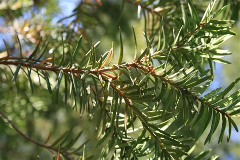 Pine – Photography by Kate