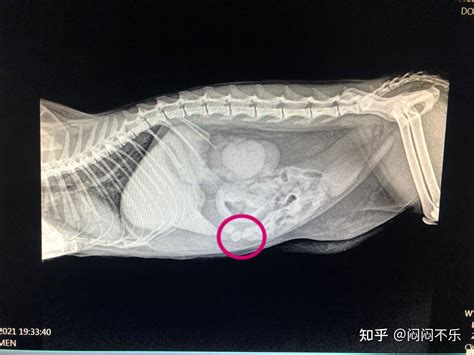 猫传腹最详细治疗记录帮你治疗传腹少走弯路 知乎