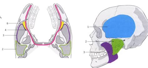 Fascie Hlavy Diagram Quizlet