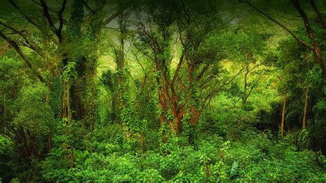 Download Discover The Depth And Beauty Of The Rainforest