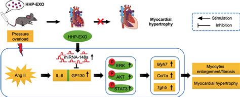 Schematic Illustration Of How Exosomal Mirna 148a From Hhp Exo Protects