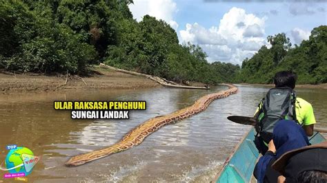 Saksi Hidup Warga Yang Melihat Ular Raksasa Melintas Di Sungai Landak