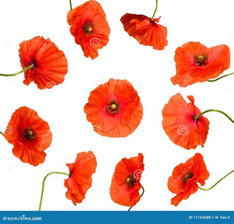 Poppy Flowers Frame Stock Image 5978233