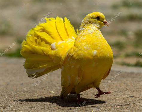 QL Extremely Rare Golden Pigeons Appear to Attract Bird Lovers Around ...