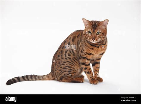 Bengal Cat, Male Stock Photo - Alamy