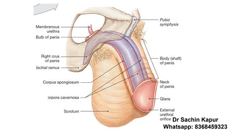 Solution Atlas Of Male Reproductive System Neet Notes Studypool