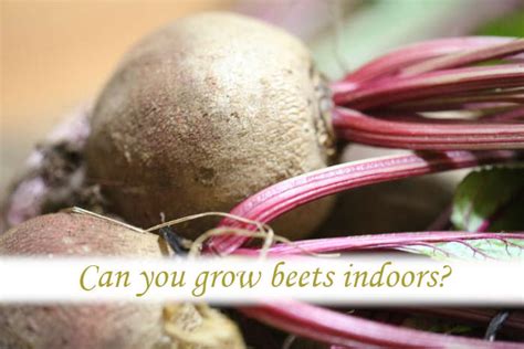 Can you grow beets indoors? – Rolypig