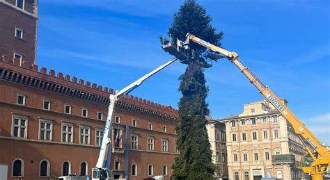 Roma In Piazza Venezia Arriva L Albero Di Natale Addio Spelacchio