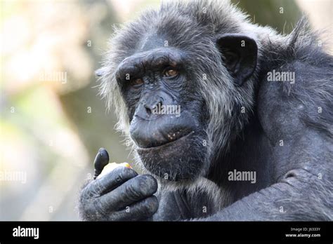 monkey chimpanzee anthropoid senior senior citizen elderly person elder person Stock Photo - Alamy