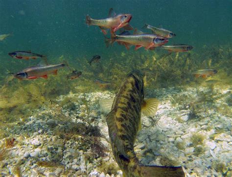 How Smallmouth Spawn Bassmaster