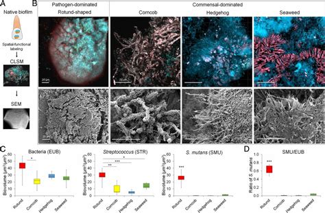 Spatial Mapping Of Polymicrobial Communities Reveals A Precise