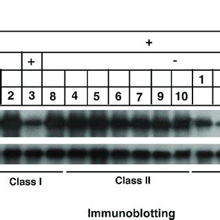 Human Rad Is Acetylated In Vivo A B An In Vitro Acetylation Assay