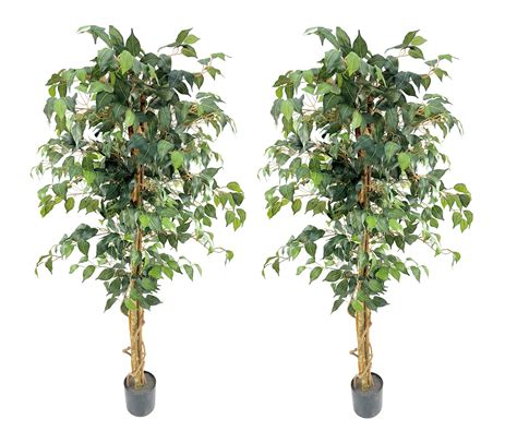 Viggda Artificial Ficus Trees 5ft2pack With Silk Leaves And Natural Trunk Faux Ficus Tree