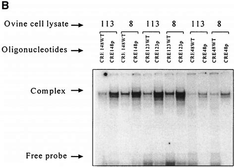 In Vitro Interaction Of The Txres With Crebatf Proteins And Response