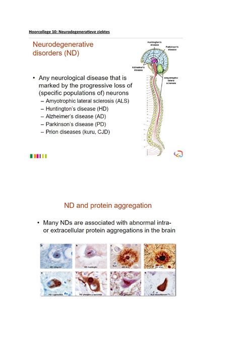 Vorm En Functie Hoorcollege 10 Hoorcollege 10 Neurodegeneratieve