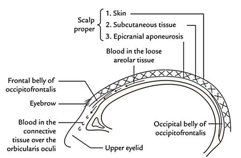 Scalp Extent Layers Nerve And Arterial Supply And Venous Drainage