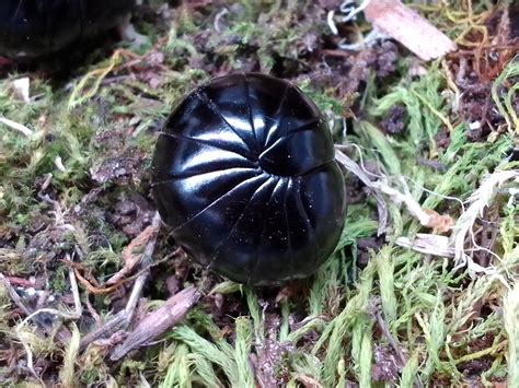 Giant Pill Millipedes — THE INSECTORY