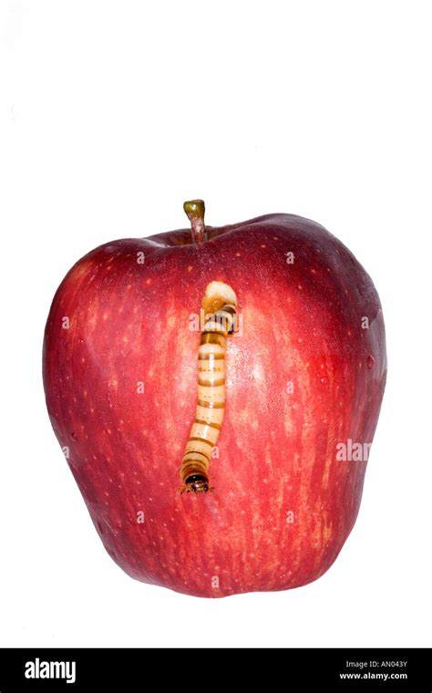 Apple With Worm Hi Res Stock Photography And Images Alamy