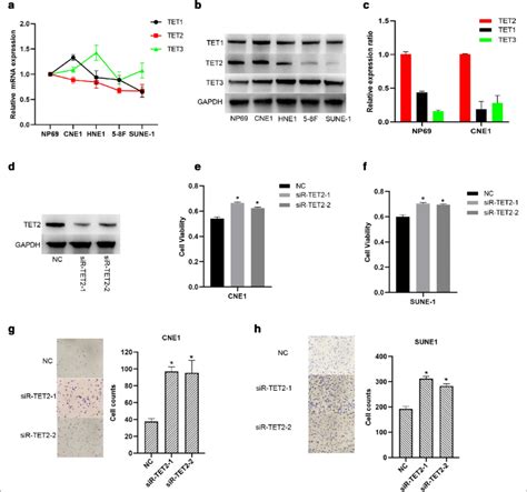 Tet Inhibits Proliferation And Invasion Of Npc Cells A Tet Mrna