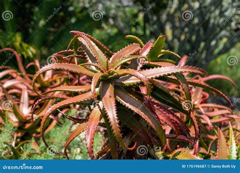 Sunset Aloe Aloe Dorotheae Succulent Plant Stock Image Image Of