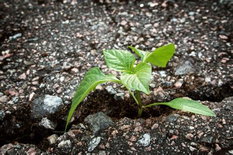 Planta Que Crece De La Grieta En Asfalto Foto De Archivo Imagen De