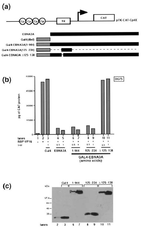 Mapping Of The EBNA3A Repression Domain A Schematic Representation