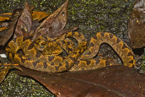 Northern Cat Eyed Snake Leptodeira Septentrionalis Flickr