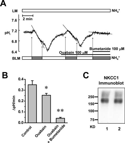 Functional And Molecular Expression Of Nkcc In Nhne Cells Basolateral