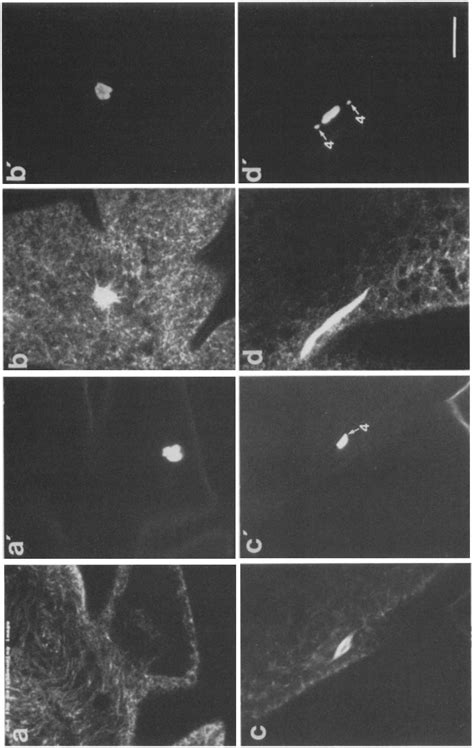 Microtubule and chromatin reorganization during meiotic spindle... | Download Scientific Diagram