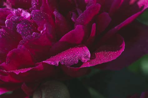 14 Peony Colors That Will Brighten Your Garden