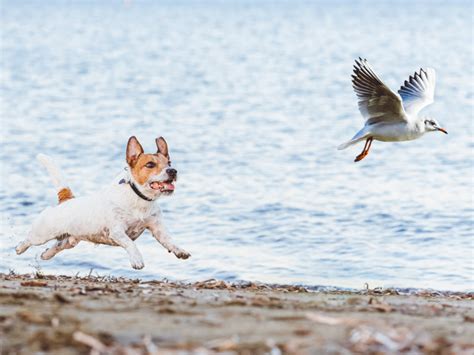 L Agressivit Du Chien Li E Son Instinct De Pr Dation