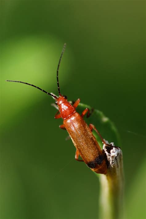 Præstebille Rhagonycha fulva Steen Jeppesen Flickr