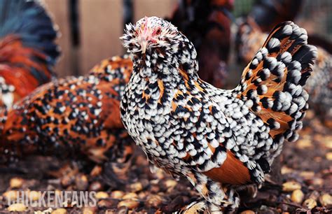 Miniature Chicken Breed Eggs