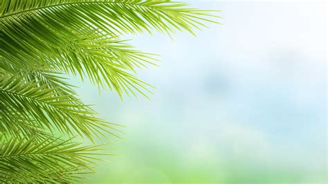 Palm Sunday Worship Backgrounds