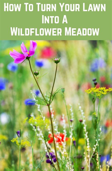 How To Turn Your Lawn Into A Wildflower Meadow And Why You Should