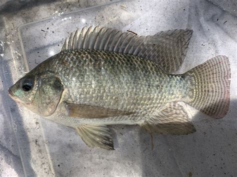 Tilapia Del Nilo Oreochromis Niloticus