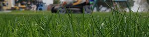 When To Mow New Grass From Seed Turf Mechanic