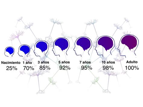 El Desarrollo Del Cerebro Institute For Learning And Brain Sciences